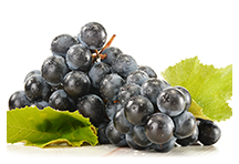Fachwissen: Schonende Krebstherapie mit Resveratrol aus Weintrauben