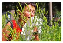 Umweltbundesamt: Hochallergene Ambrosia-Pflanze quält Allergiker